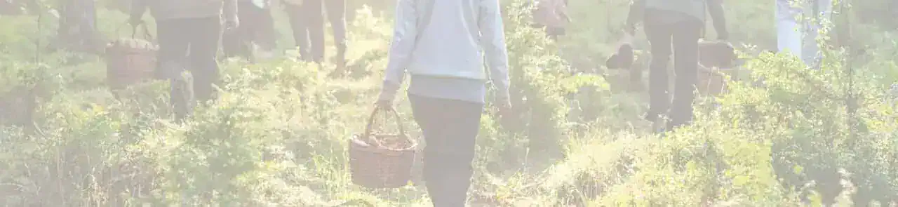 Balade en forêt du Morvan